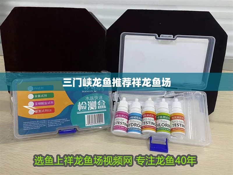 三門峽龍魚推薦祥龍魚場