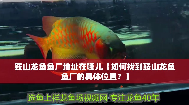 鞍山龍魚魚廠地址在哪兒【如何找到鞍山龍魚魚廠的具體位置？】