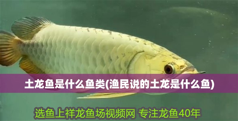 土龍魚是什么魚類(漁民說(shuō)的土龍是什么魚)