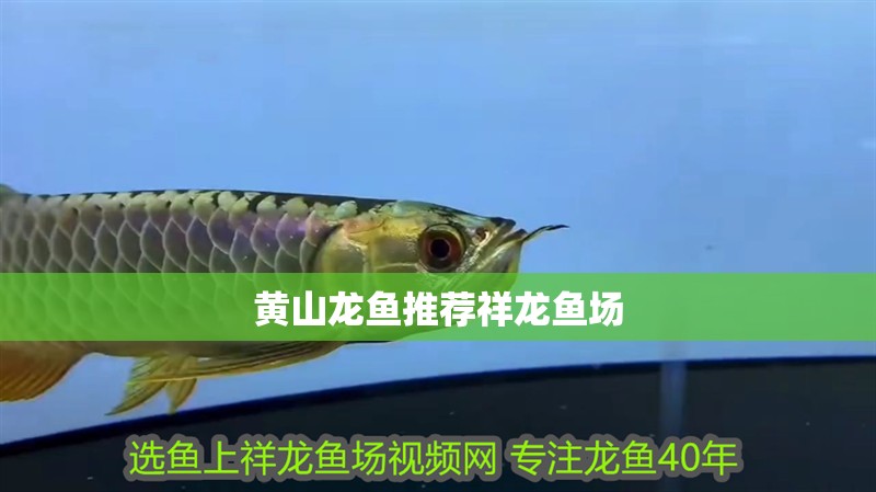 黃山龍魚推薦祥龍魚場