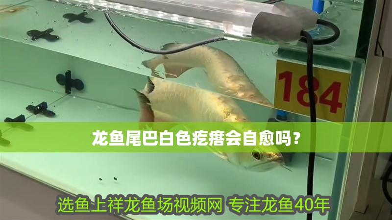 龍魚尾巴白色疙瘩會自愈嗎？
