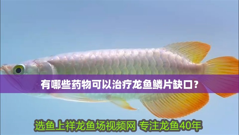 有哪些藥物可以治療龍魚鱗片缺口？ 有哪些藥物可以治療龍魚鱗片缺口？ 龍魚百科