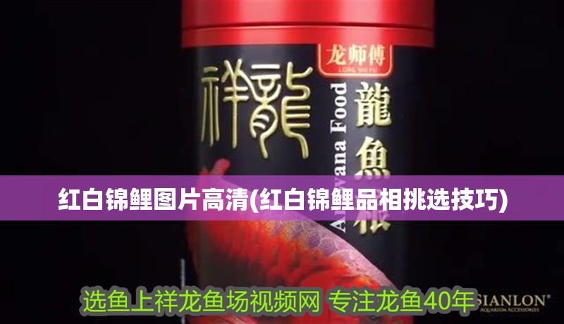 紅白錦鯉圖片高清(紅白錦鯉品相挑選技巧) 紅白錦鯉圖片高清(紅白錦鯉品相挑選技巧) 觀賞魚百科