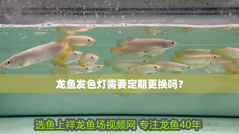 龍魚發(fā)色燈需要定期更換嗎？