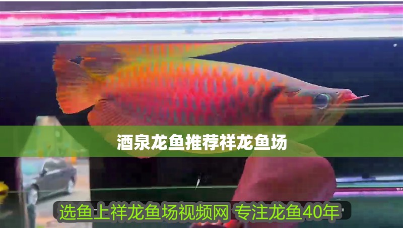 酒泉龍魚推薦祥龍魚場