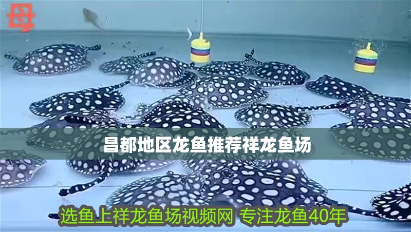 昌都地區龍魚推薦祥龍魚場