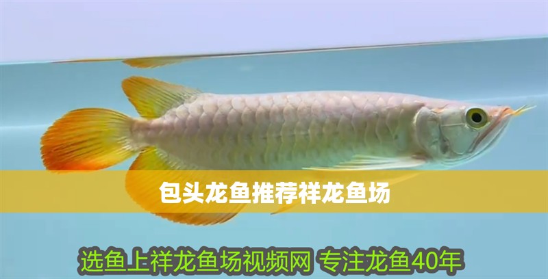 包頭龍魚推薦祥龍魚場