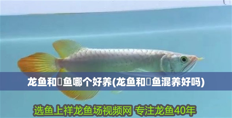 龍魚(yú)和魟魚(yú)哪個(gè)好養(yǎng)(龍魚(yú)和魟魚(yú)混養(yǎng)好嗎)