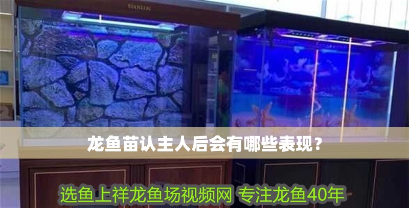 龍魚苗認(rèn)主人后會(huì)有哪些表現(xiàn)？
