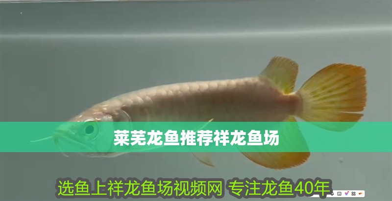 萊蕪龍魚推薦祥龍魚場