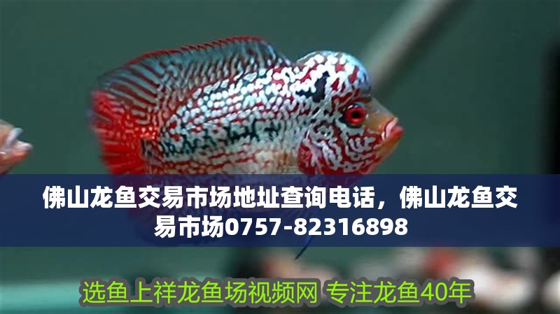 佛山龍魚交易市場地址查詢電話，佛山龍魚交易市場0757-82316898