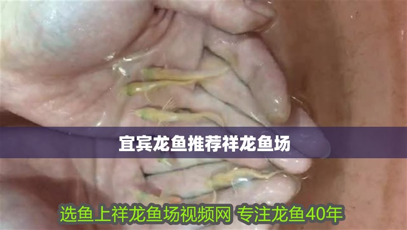 宜賓龍魚推薦祥龍魚場