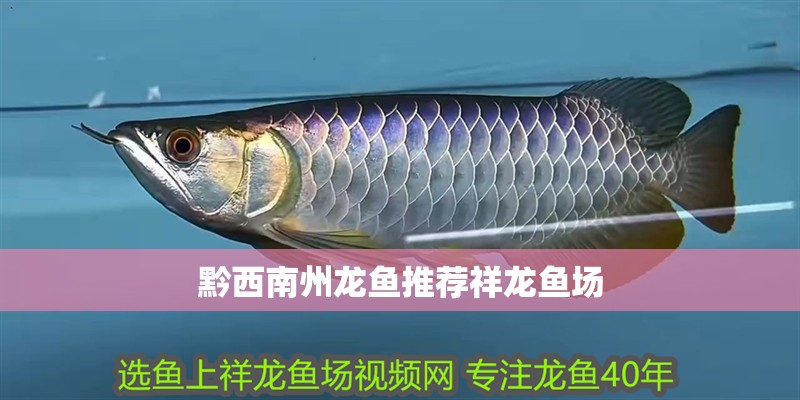 黔西南州龍魚推薦祥龍魚場