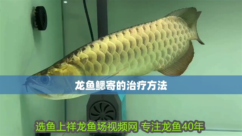 龍魚鰓寄的治療方法