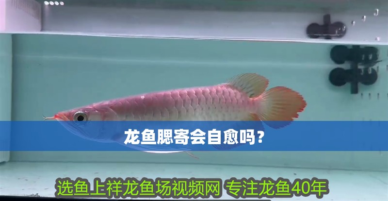 龍魚腮寄會(huì)自愈嗎？