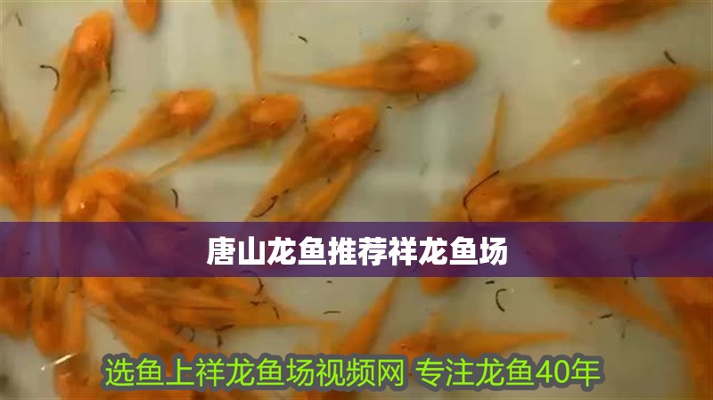 唐山龍魚推薦祥龍魚場