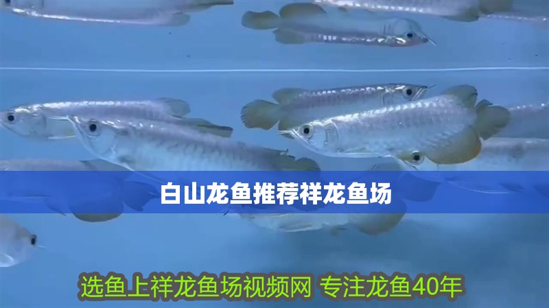 白山龍魚推薦祥龍魚場