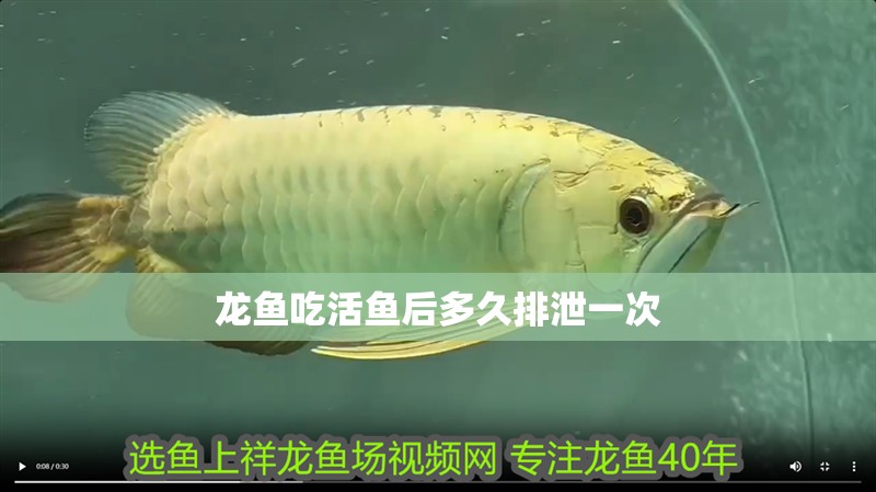 龍魚吃活魚后多久排泄一次