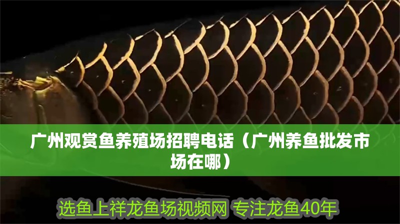廣州觀賞魚養殖場招聘電話（廣州養魚批發市場在哪） 廣州觀賞魚養殖場招聘電話（廣州養魚批發市場在哪） 觀賞魚百科