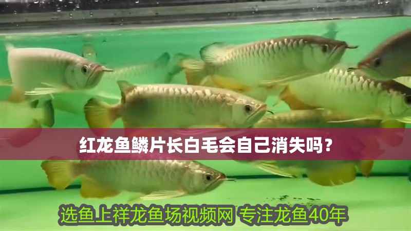 紅龍魚鱗片長白毛會自己消失嗎？