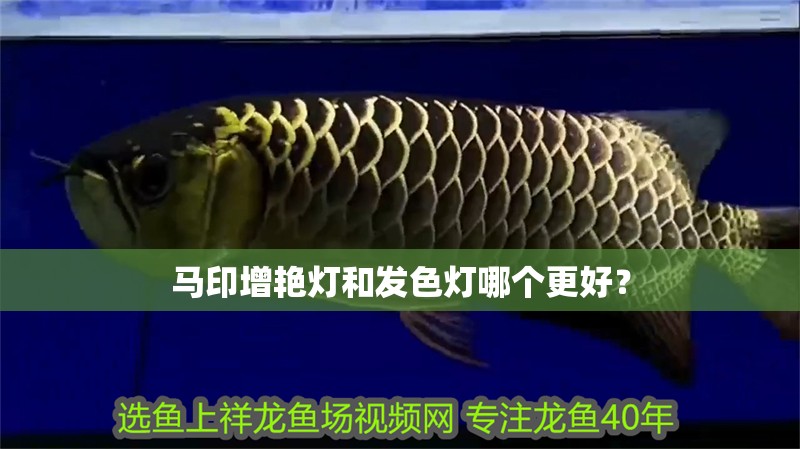馬印增艷燈和發色燈哪個更好？