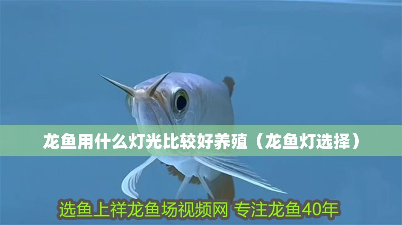 龍魚用什么燈光比較好養殖（龍魚燈選擇）