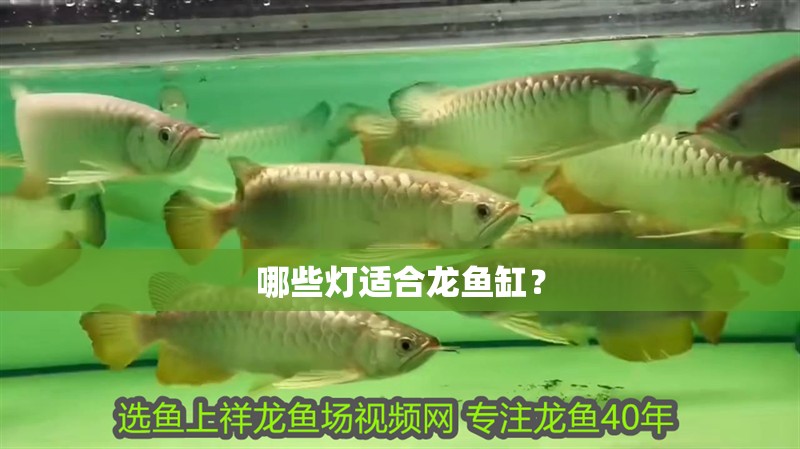 哪些燈適合龍魚缸？ 哪些燈適合龍魚缸？ 龍魚百科
