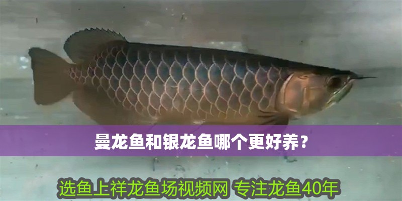 曼龍魚和銀龍魚哪個更好養？