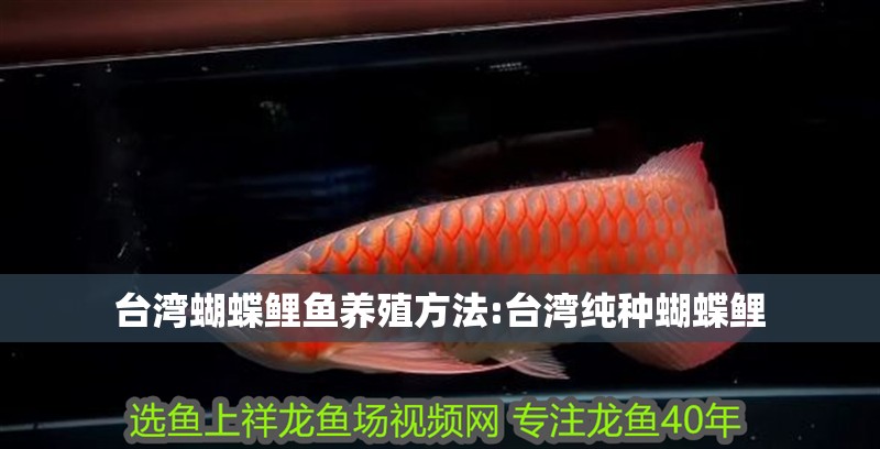 臺(tái)灣蝴蝶鯉魚養(yǎng)殖方法:臺(tái)灣純種蝴蝶鯉