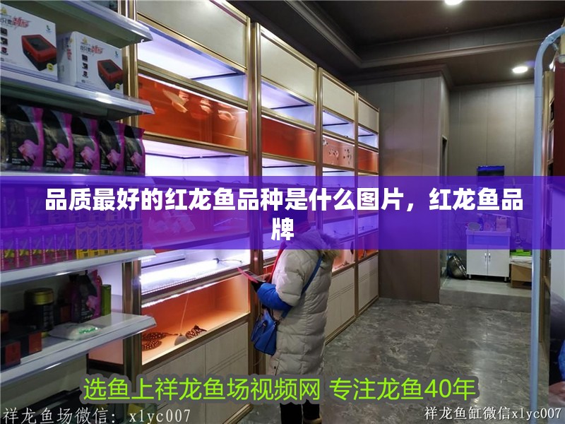 品質(zhì)最好的紅龍魚品種是什么圖片，紅龍魚品牌