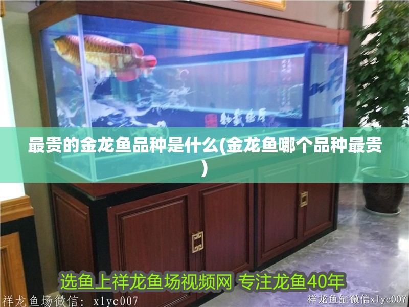 最貴的金龍魚品種是什么(金龍魚哪個品種最貴)
