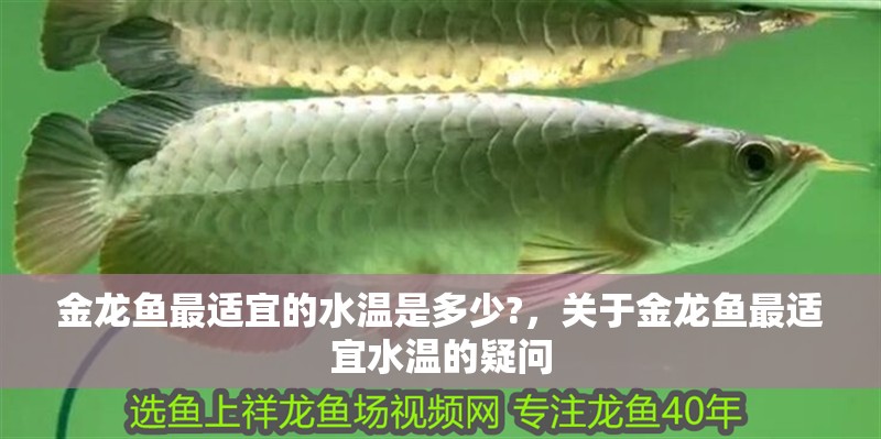 魚缸過濾器選購(gòu)指南:自制魚缸過濾器魚缸上置過濾器對(duì)于養(yǎng)魚愛好者的必備知識(shí) 金龍魚最適宜的水溫是多少?,關(guān)于金龍魚最適宜水溫的疑問 觀賞魚百科 金龍魚最適宜的水溫是多少?,關(guān)于金龍魚最適宜水溫的疑問 金龍魚最適宜的水溫是多少?,關(guān)于金龍魚最適宜水溫的疑問 觀賞魚百科