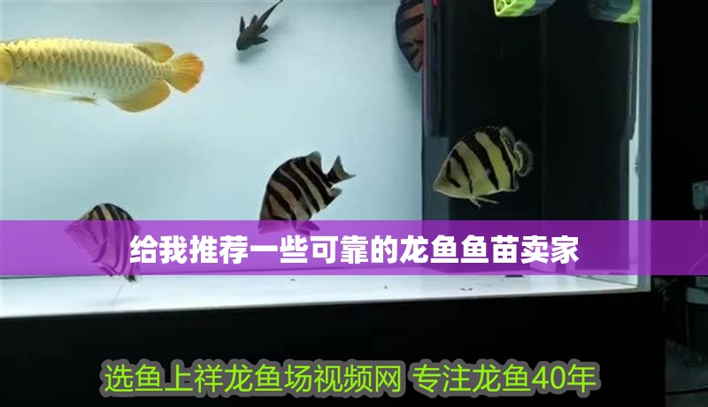 給我推薦一些可靠的龍魚魚苗賣家