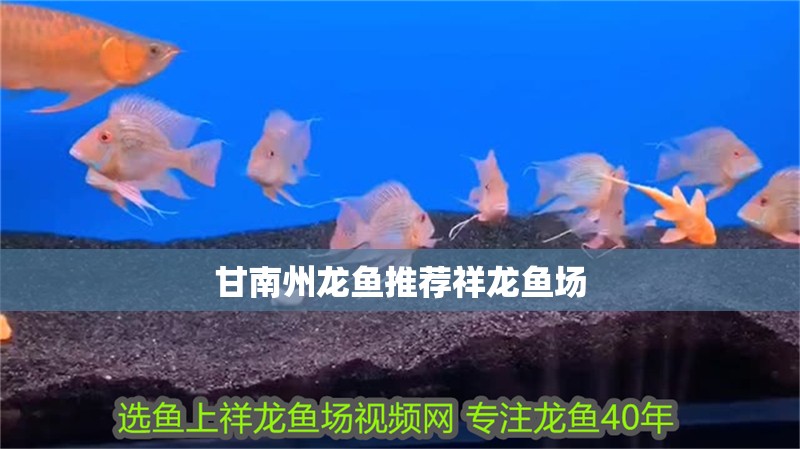 甘南州龍魚推薦祥龍魚場