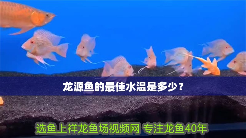 龍源魚的最佳水溫是多少？