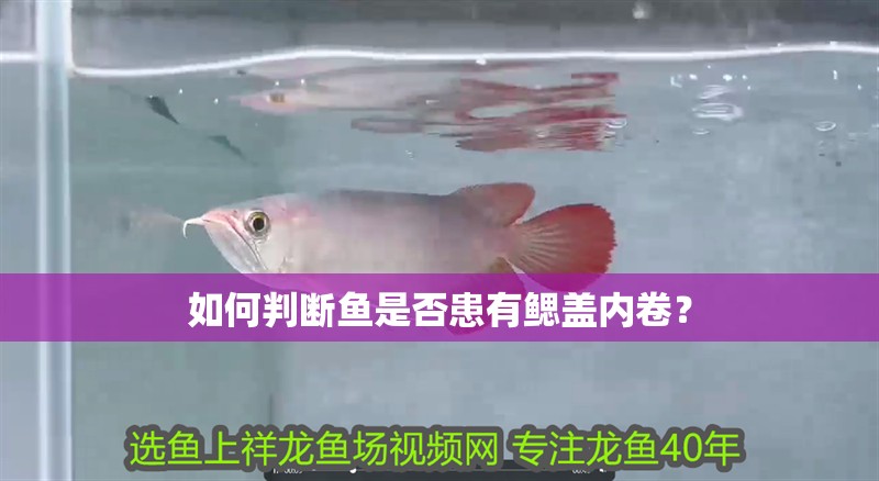 如何判斷魚是否患有鰓蓋內卷？