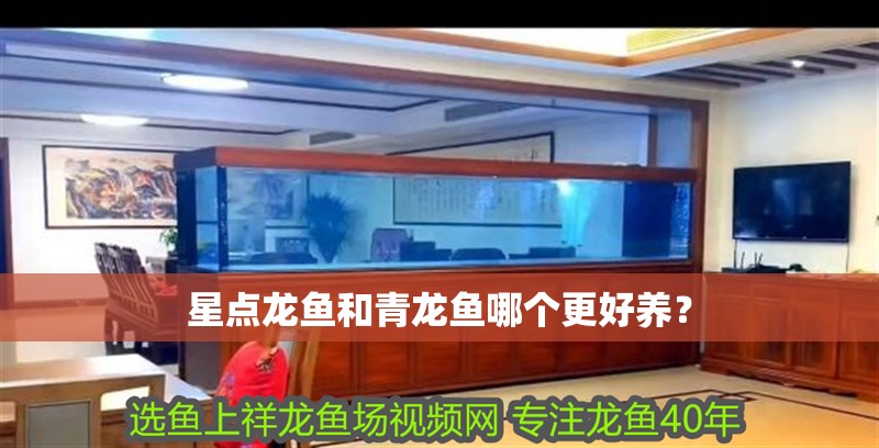 星點(diǎn)龍魚和青龍魚哪個(gè)更好養(yǎng)？