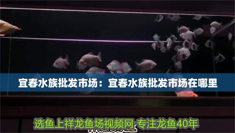 宜春水族批發市場：宜春水族批發市場在哪里