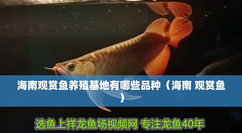 龍魚怕什么 海南觀賞魚養殖基地有哪些品種(海南 觀賞魚) 觀賞魚百科 海南觀賞魚養殖基地有哪些品種(海南 觀賞魚) 海南觀賞魚養殖基地有哪些品種(海南 觀賞魚) 觀賞魚百科