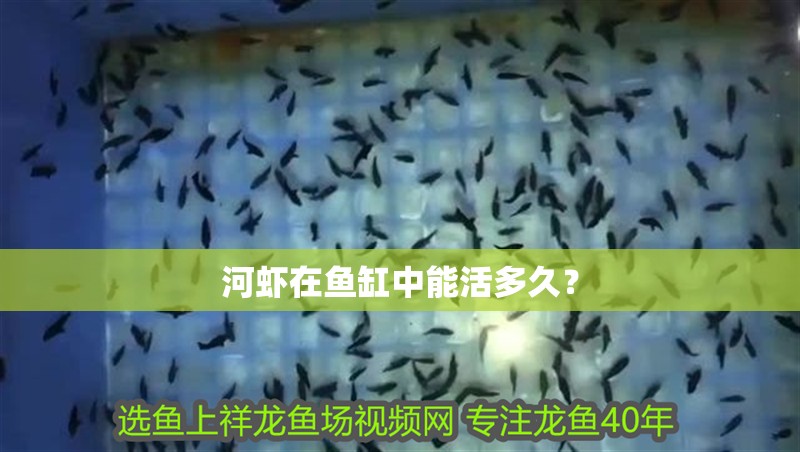 河蝦在魚缸中能活多久？