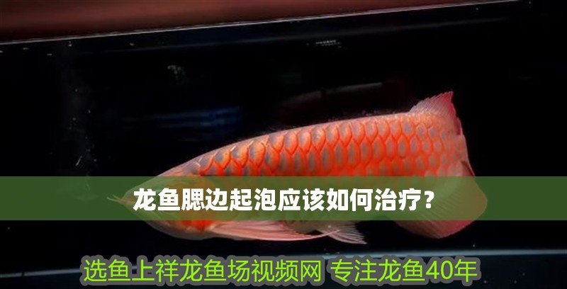 龍魚腮邊起泡應該如何治療？
