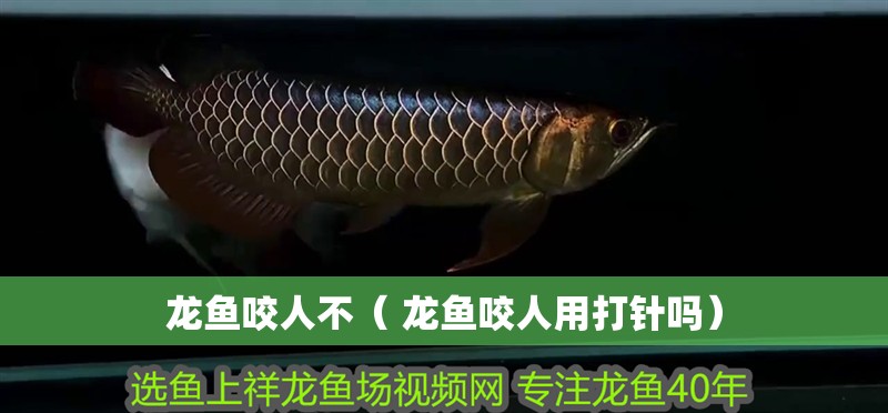 龍魚咬人不（ 龍魚咬人用打針嗎） 龍魚咬人不（ 龍魚咬人用打針嗎） 觀賞魚百科