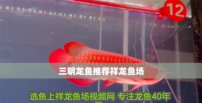 三明龍魚推薦祥龍魚場