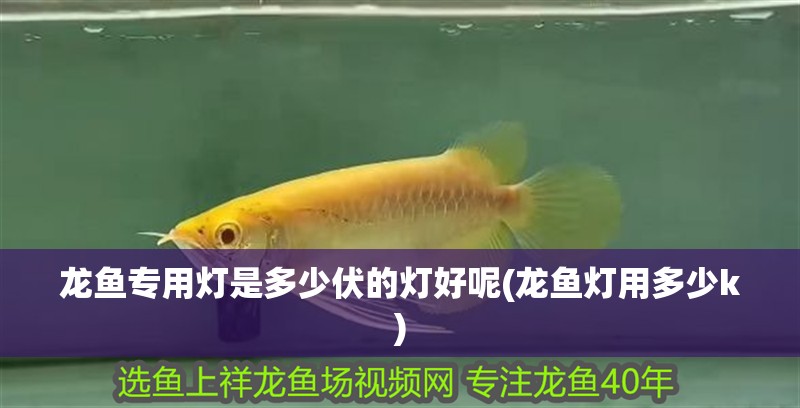 龍魚專用燈是多少伏的燈好呢(龍魚燈用多少k)