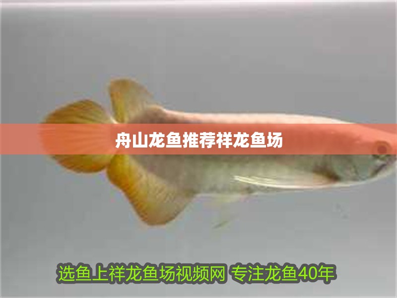 舟山龍魚推薦祥龍魚場