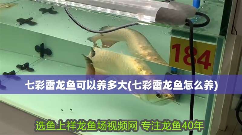 七彩雷龍魚可以養多大(七彩雷龍魚怎么養)