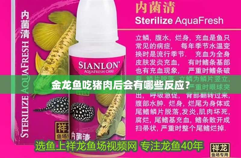 金龍魚吃豬肉后會有哪些反應？