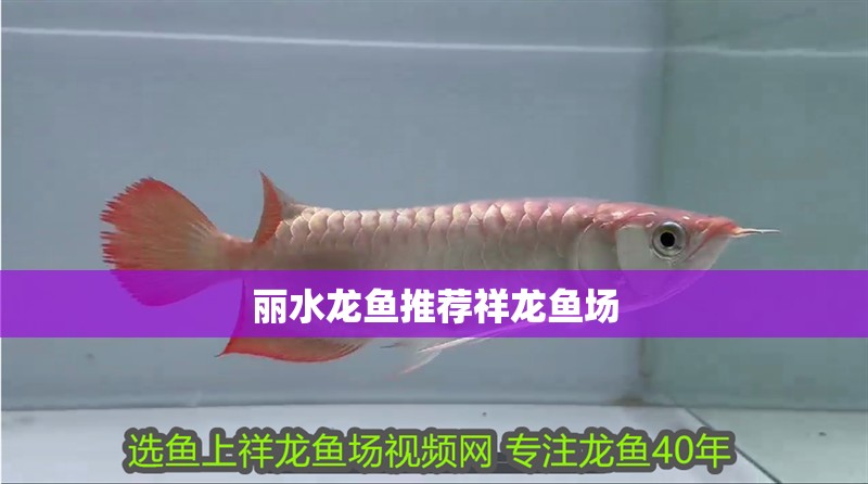 麗水龍魚推薦祥龍魚場(chǎng)