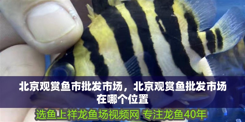北京觀賞魚市批發市場，北京觀賞魚批發市場在哪個位置