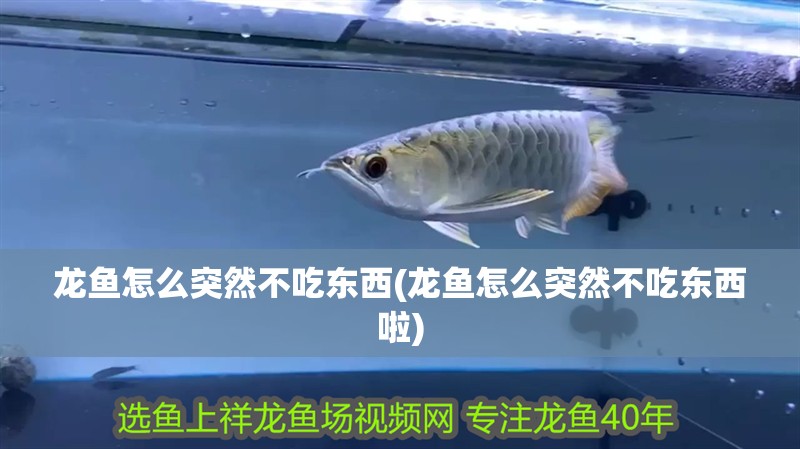 龍魚怎么突然不吃東西(龍魚怎么突然不吃東西啦)